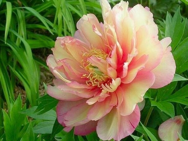 Пион Ито-гибрид Julia Rose, розово-персиковый
