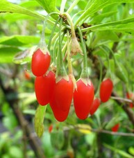 Дереза обыкновенная (ягоды Годжи) Big Lifeberry