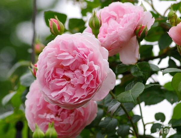 Роза Strawberry Hill, лососево-розовый, шраб, Austin