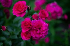 Роза Gartnerfreude, C5, малиново-красный, шраб (почвопокровная), Kordes
