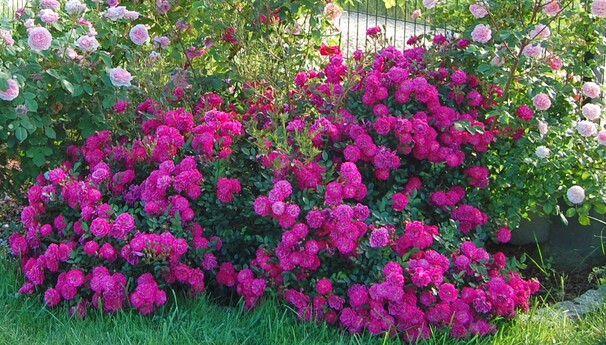 Роза Purple Rain, пурпурно-фиолетовый, почвопокровная, Kordes
