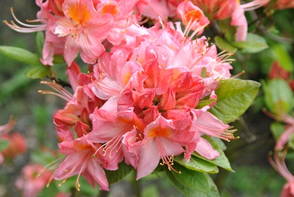 Рододендрон листопадный (азалия) Pink delight