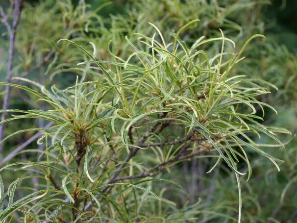 Крушина ломкая Aspleniifolia