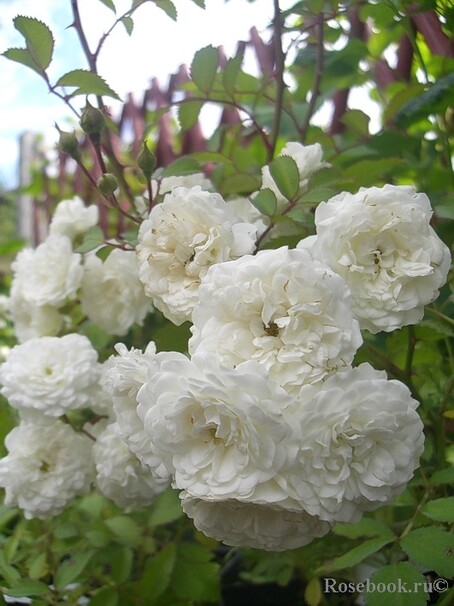 Роза Alba Meidiland, белый, шраб, Meilland