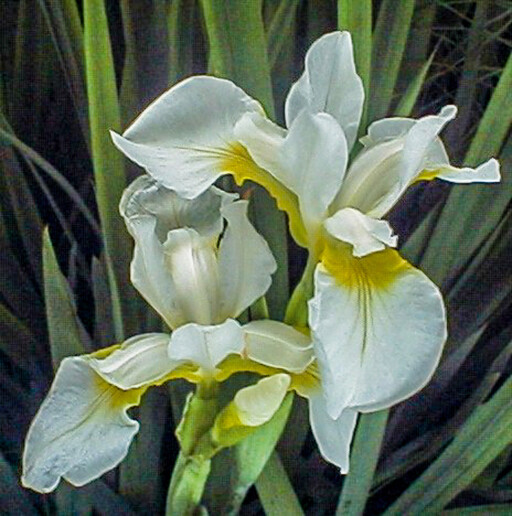 Ирис сибирский Snow Queen (Barr, 1900), бело-желтый