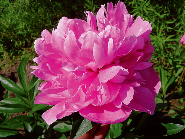 Пион молочноцветковый Dr. Alexander Fleming, ярко-розовый