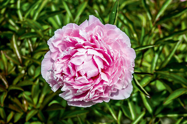 Пион Sarah Bernhardt, розовый