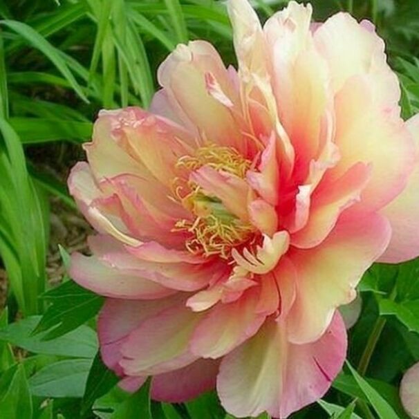 Пион Ито-гибрид Julia Rose, розово-персиковый