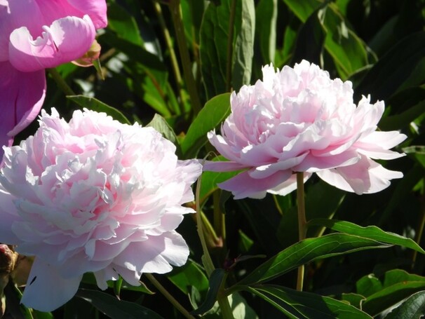 Пион молочноцветковый Lady Alexander Duff, бледно-розовый
