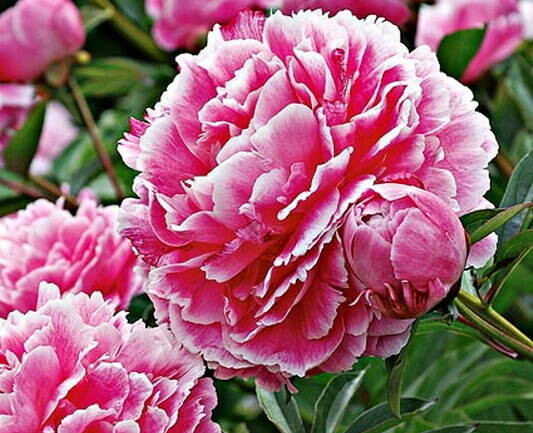 Пион молочноцветковый Koningin Wilhelmina, розовый с бледными краями
