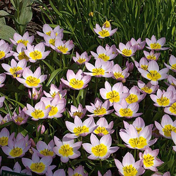 Тюльпан Ботанический Bakeri Lilac Wonder h15, розово-желтый, апрель, 6/+, 10, 80