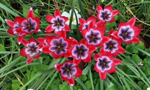 Тюльпан Ботанический Little Beauty h10, красный с фиолетово-белым центром, апрель, 6/+, 10, 80