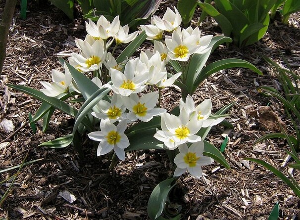 Тюльпан Ботанический Polychroma h10, белый с желтым центром, апрель, 6/+, 10, 80