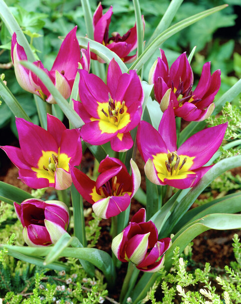 Тюльпан Ботанический Pulchella Persian Pearl h10, пурпурный с желтым центром, апрель, 6/+, 10, 80