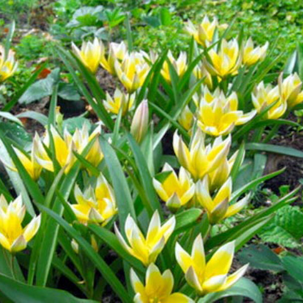Тюльпан Ботанический Tarda (Dasystemon) h10, желтый с белыми кончиками, март, 8/+, 10, 80