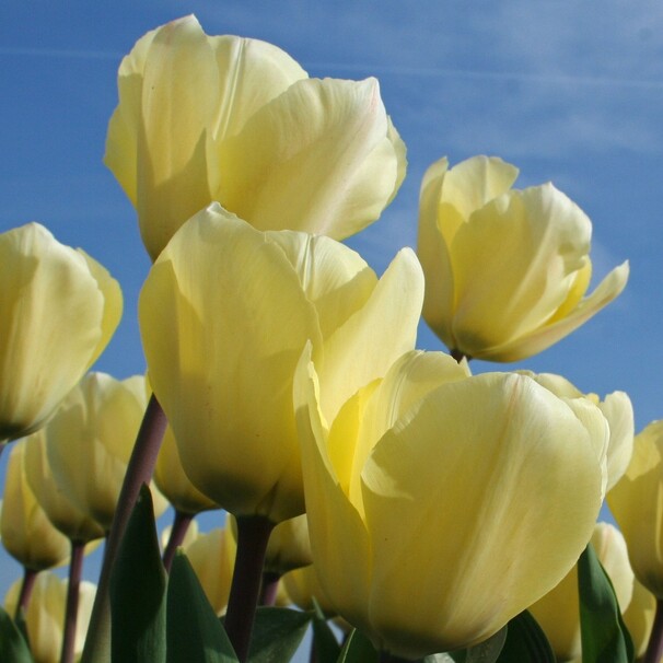 Тюльпан Грейга Vanilla Cream h35, бледно-желтый, апрель, 12/+, 10, 80