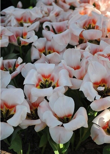 Тюльпан Грейга Willem van den Akker h35, бело-розовый, апрель, 12/+, 10, 80