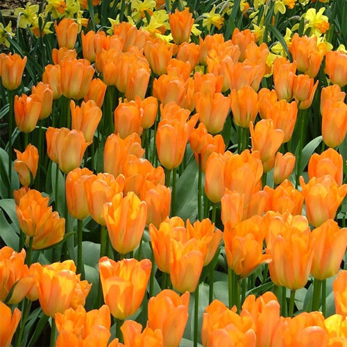 Тюльпан Фостера Orange Emperor h40, оранжевый, март-апрель, 12/+, 10, 80