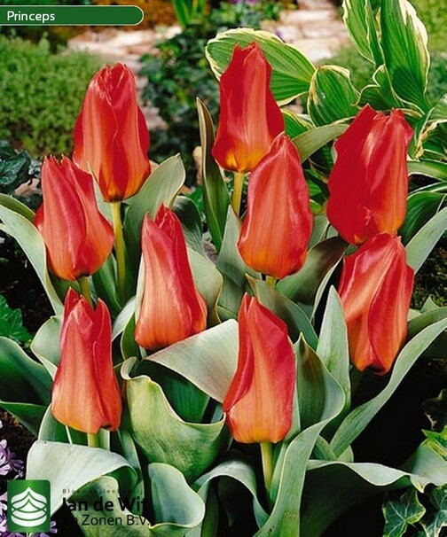 Тюльпан Фостера Princeps h25, красный, март-апрель, 12/+, 10, 80