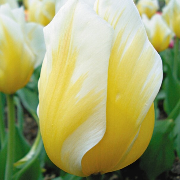 Тюльпан Фостера Sweetheart h40, желтый с белыми кончиками, март-апрель, 12/+, 10, 80