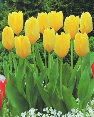Тюльпан Фостера Yellow Purissima h40, желтый, март-апрель, 12/+, 10, 80