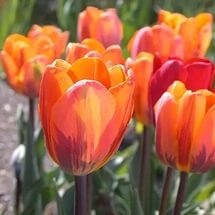Тюльпан Простой ранний Prinses Irene h35, оранжево-красный, апрель, 12/+, 10, 80