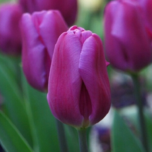Тюльпан Простой ранний Purple Prince h35, пурпурный, апрель, 12/+, 10, 80