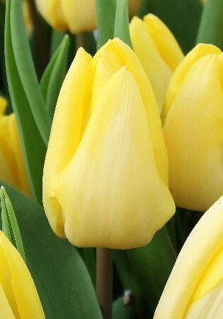 Тюльпан Простой ранний Sunny Prince h35, желтый с белым отливом, апрель, 12/+, 10, 80