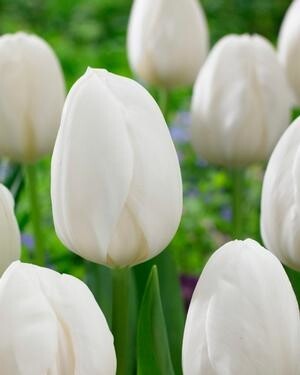 Тюльпан Простой ранний White Prince h35, белый, апрель, 12/+, 10, 80