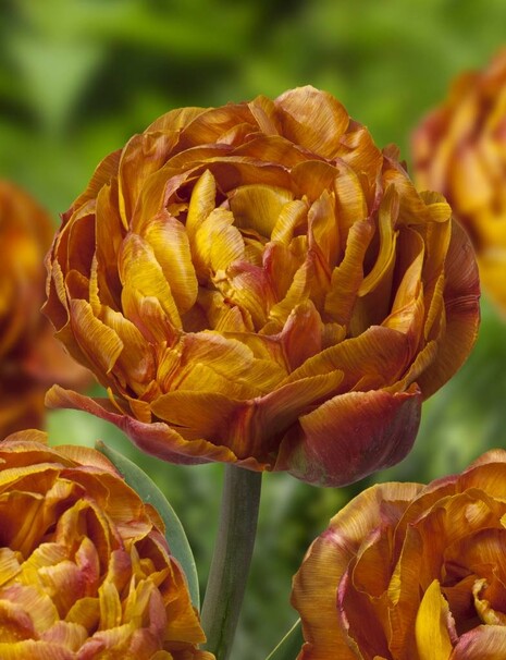 Тюльпан Махровый ранний Brownie h50, оранжево-коричневый, апрель, 12/+, 10, 60