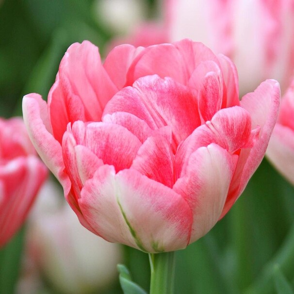 Тюльпан Махровый ранний Foxtrot h40, розово-белый, апрель, 12/+, 10, 60