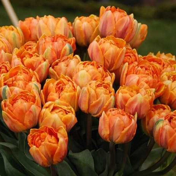 Тюльпан Махровый ранний Monte Orange h30, оранжевый, апрель, 12/+, 10, 60