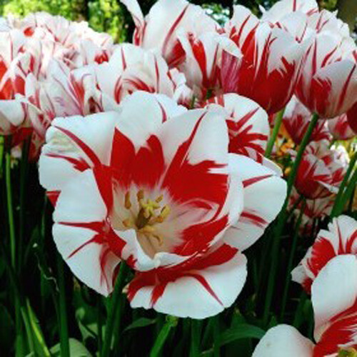 домашний цветок белый с красным