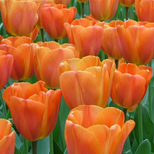 Тюльпан Триумф Annie Schilder h40, оранжевый, апрель, 12/+, 10, 80