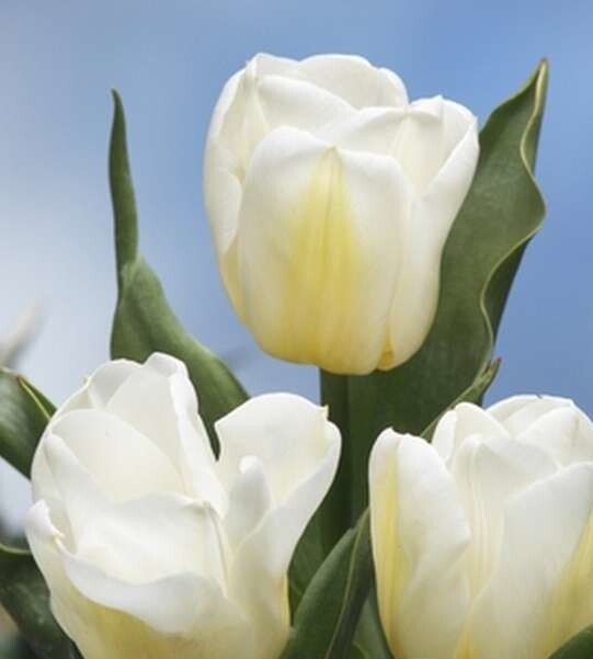 Тюльпан Триумф Calgary h20, белый с желтым, апрель, 12/+, 10, 80