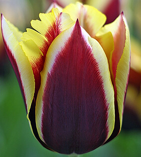 Тюльпан Триумф Gavota h45, бордово-желтый, апрель, 12/+, 10, 80