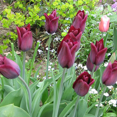 Тюльпан Триумф Havran h50, темно-бордовый, апрель, 12/+, 10, 80