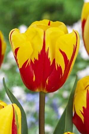 Тюльпан Триумф Holland Queen h45, желто-красный, май, 12/+, 10, 80
