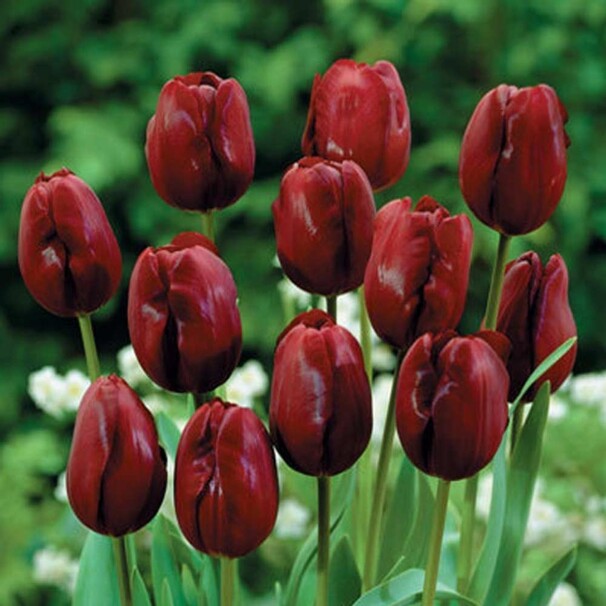 Тюльпан Триумф Jan Reus h50, бордовый, апрель, 12/+, 10, 80