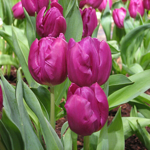 Тюльпан Триумф Negrita h45, пурпурный, май, 12/+, 10, 80