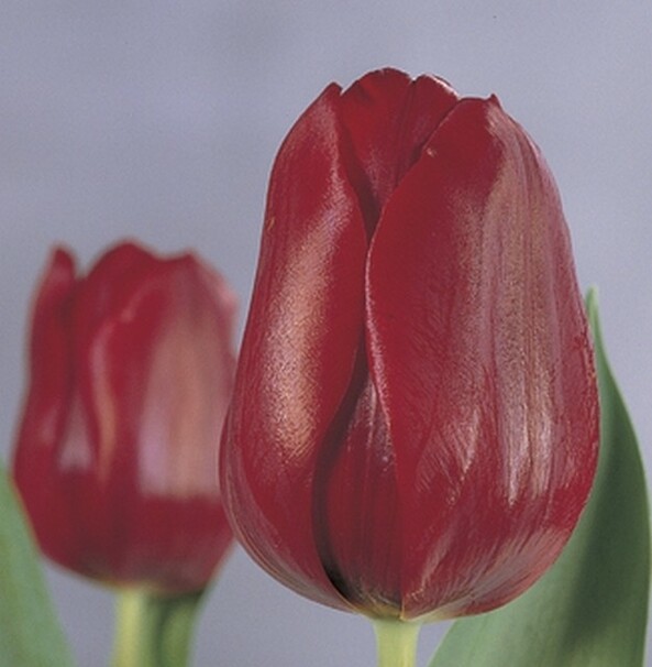 Тюльпан Триумф Pallada h40, темно-красный, апрель, 12/+, 10, 80