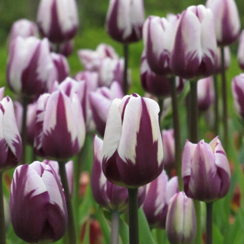 Тюльпан Триумф Rems Favourite h50, фиолетово-белый, апрель, 12/+, 10, 80