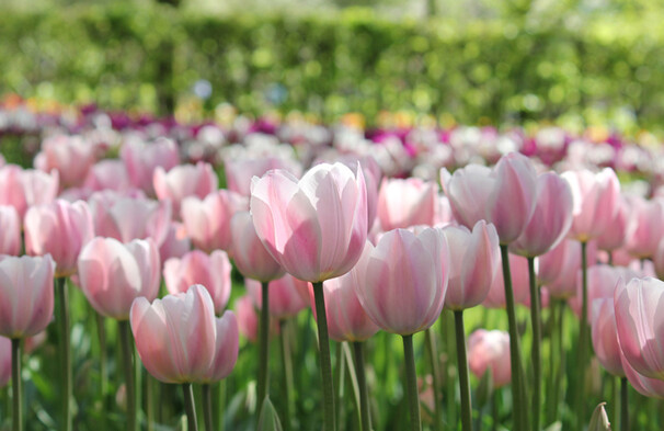 Тюльпан Триумф Rosalie h45, розовый, апрель, 12/+, 10, 80