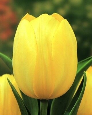 Тюльпан Триумф Strong Gold h50, желтый, апрель, 12/+, 10, 80