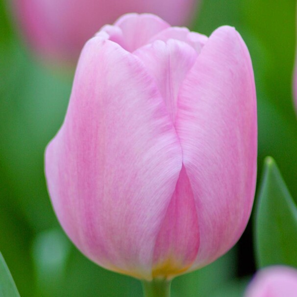 Тюльпан Триумф Synaede Amor h30, бледно-розовый, апрель, 12/+, 10, 80