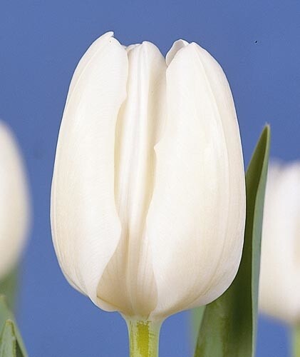 Тюльпан Триумф White Dream h50, белый, апрель, 12/+, 10, 80