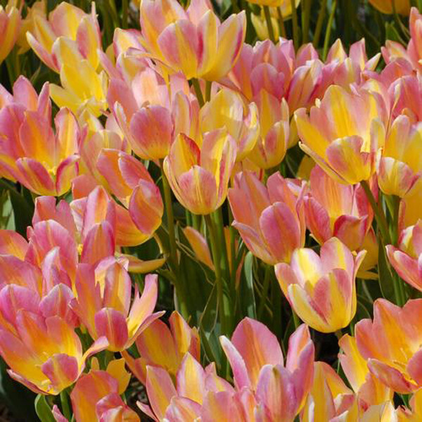 Тюльпан Многоцветковый Antoinette h50, желто-розовый, май, 12/+, 10, 80