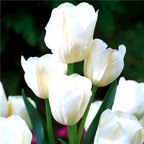 Тюльпан Многоцветковый Weisse Berliner h50, белый, май, 12/+, 10, 80