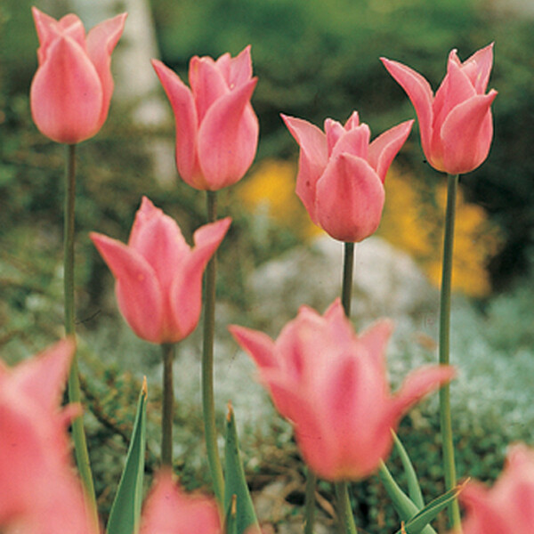 Тюльпан Лилиецветный China Pink h45, розовый, май, 12/+, 10, 80