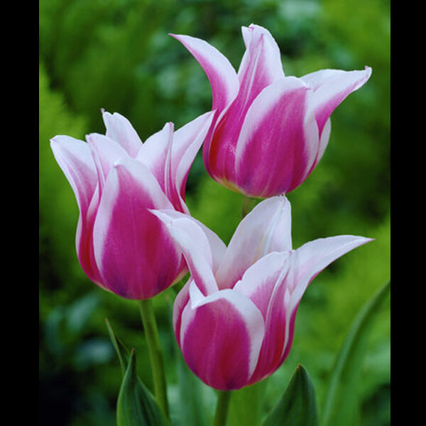 Тюльпан Лилиецветный Claudia h55, пурпурный с белым, май, 12/+, 10, 80